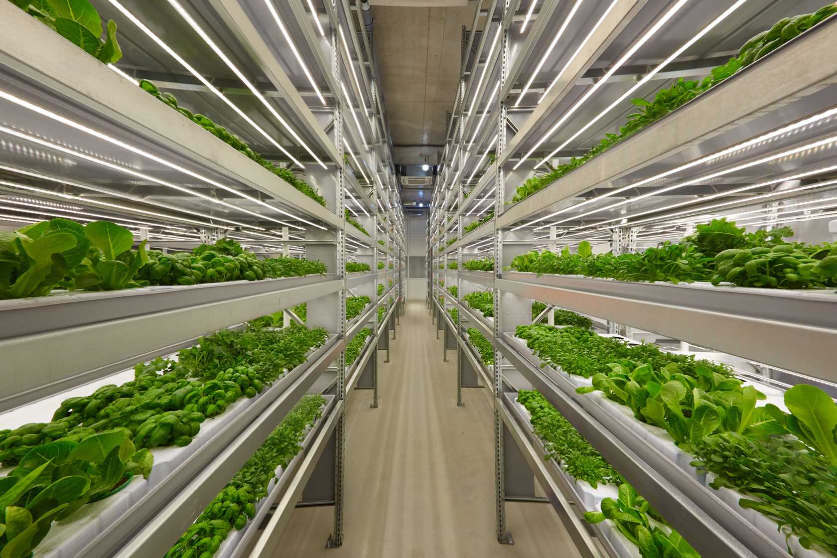 Plants grow in racks on an indoor automated farm.