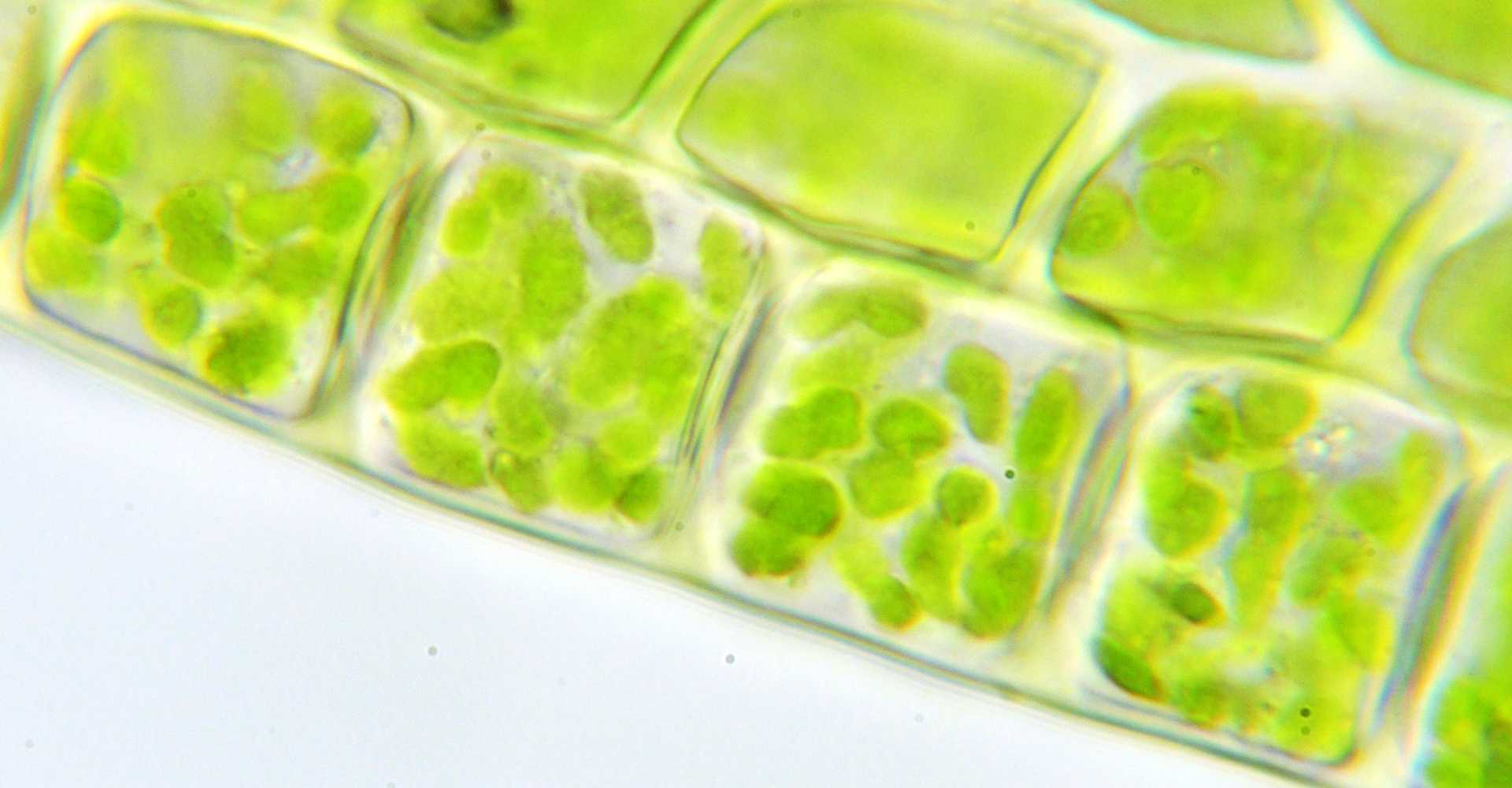 Close up of plant cells.